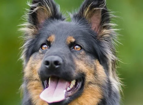 Rex
