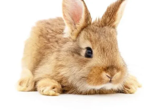 Píďa